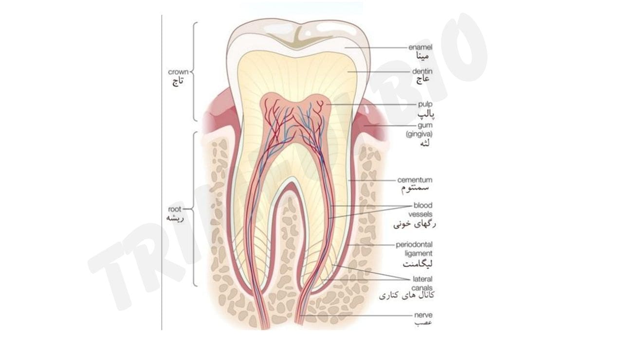 آناتومی دندان : ساختار دندان