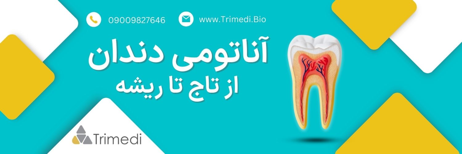 همه چیز درباره آناتومی دندان: از تاج تا ریشه