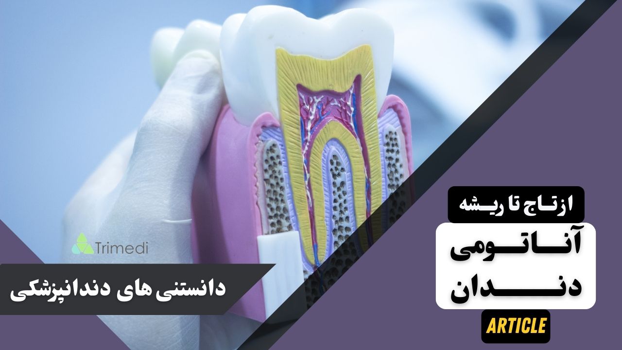 آناتومی دندان از تاج تا ریشه