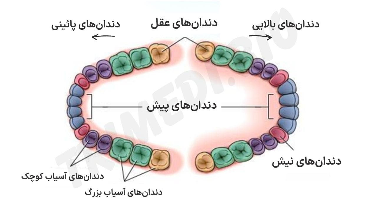 شماتیکی از دندان‌ها و نام‌گذاری آن‌ها